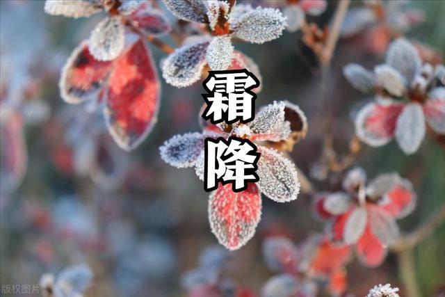 最怕霜降晴的原因探究