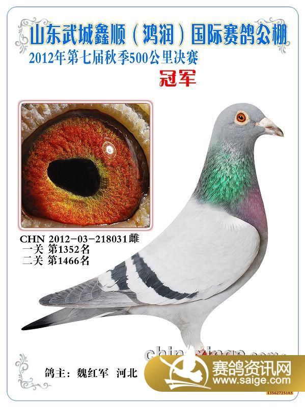澳门正版资料大全2024	红枫赛鸽公棚最新信息,数据驱动策略设计_钻石版28.65.43