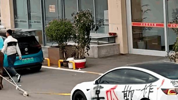 9.9万买到报废车 车主用牛拉车维权