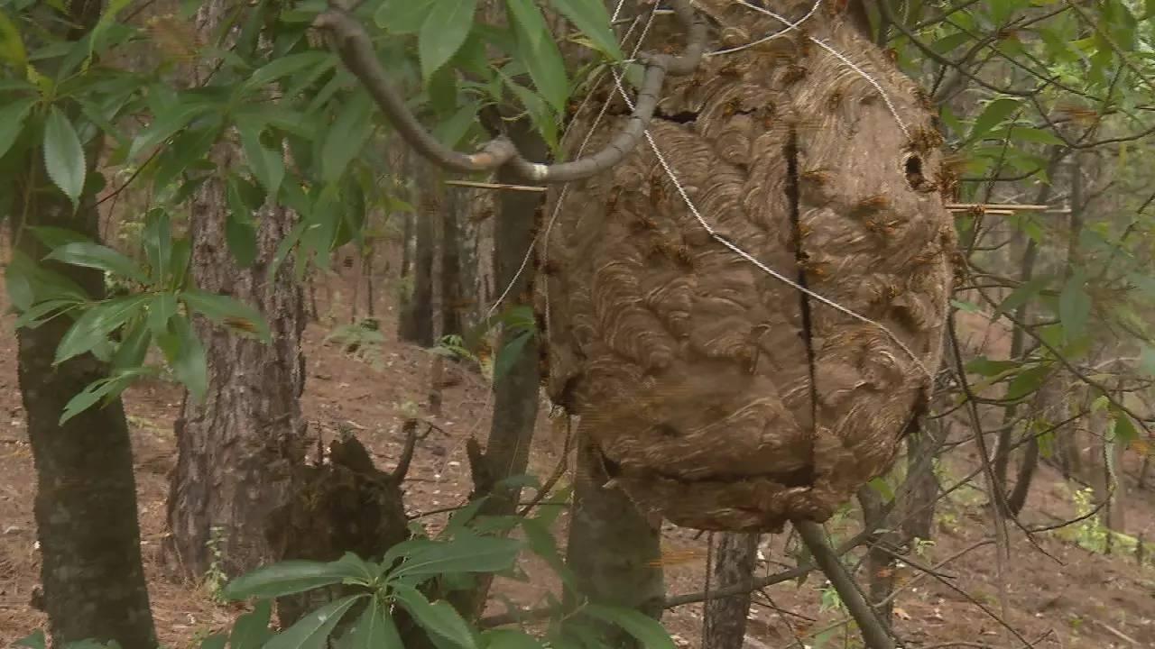 9人擅自进入哀牢山捕猎被提起公诉
