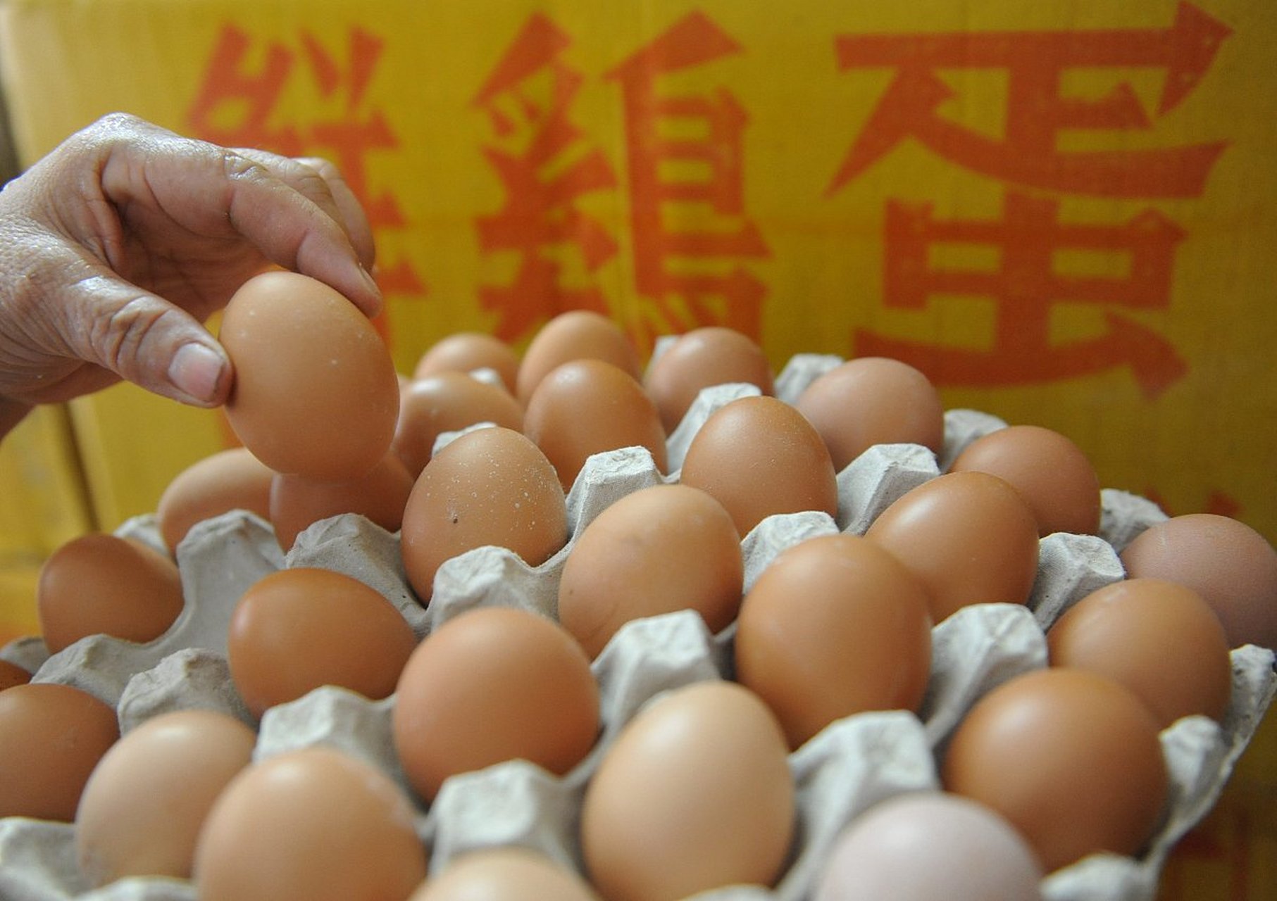 台湾每日鸡蛋过剩百万颗 蛋农赔惨