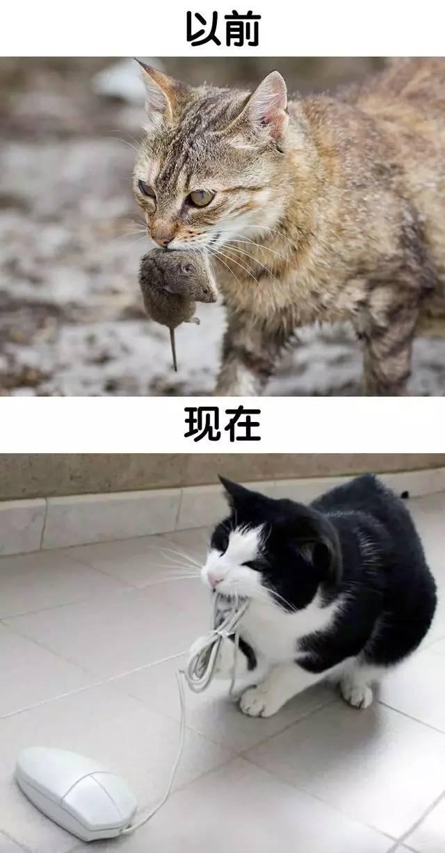 王欣瑜再现猫咪狩猎，探寻猫科动物的独特魅力之旅