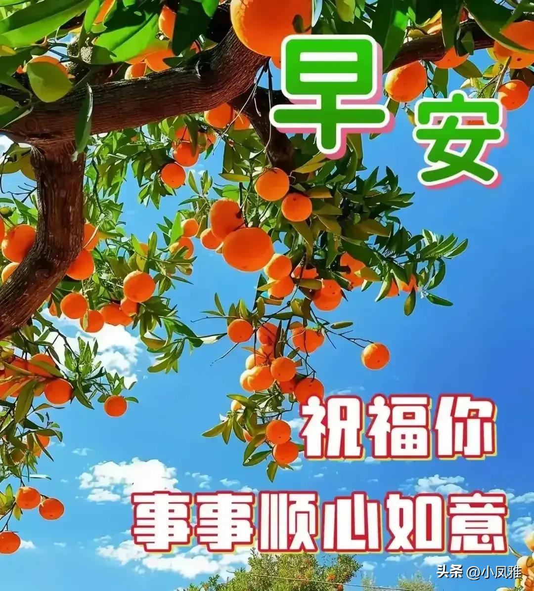 2024天天彩正版资料大全，效率资料解释落实_VIP59.86.41