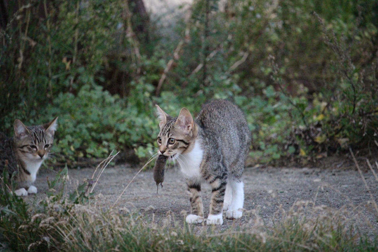 王欣瑜再现猫咪狩猎魅力瞬间，瞬间魅力无法挡！