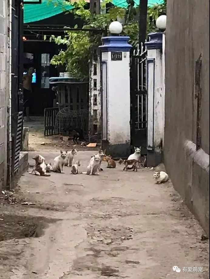 带货风波中的造谣视频