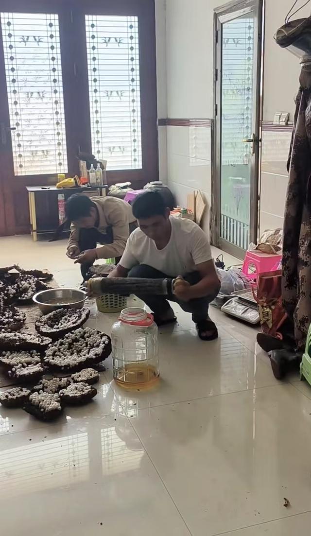 虎头蜂泡酒背后的神秘故事与小巷深处的酒香探索