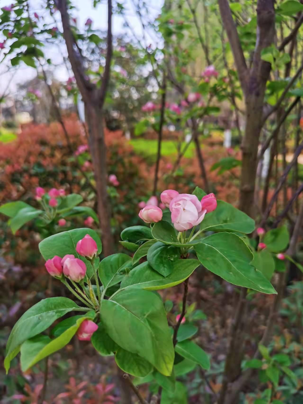 爱情萌芽