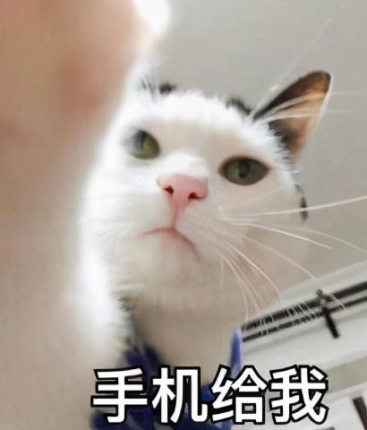 广东蟑螂进化传闻揭秘，疾控部门回应背后的温馨故事