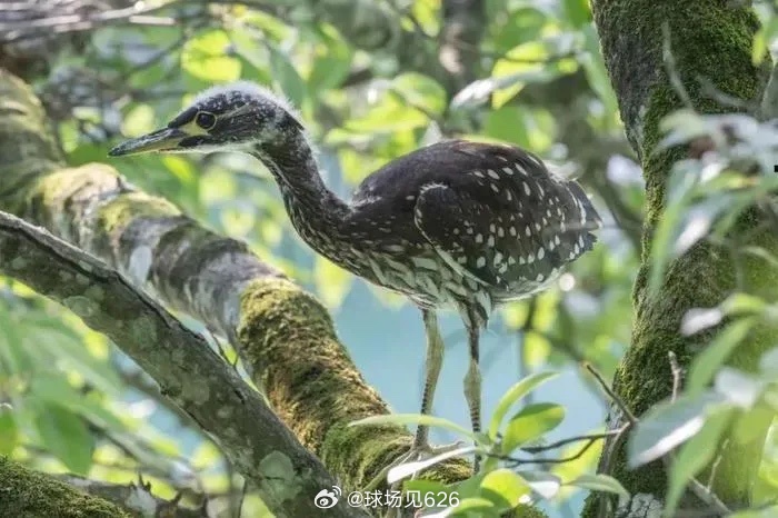 自然奥秘探索