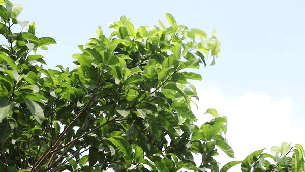 东湖高新最新公告