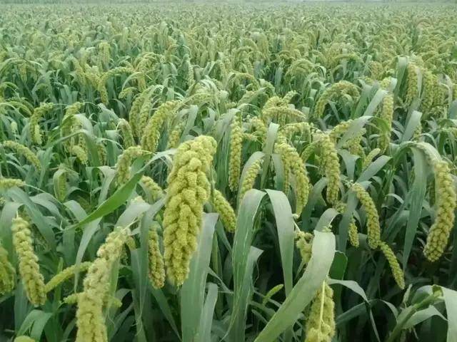 科技重塑农业格局，玉米最新价格与智能引领未来趋势分析