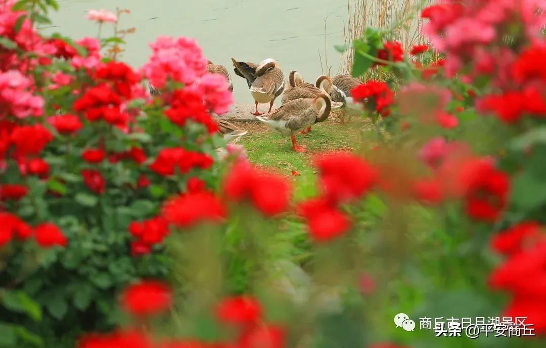 AD最新版本，自然美景探索之旅的奇妙旅程
