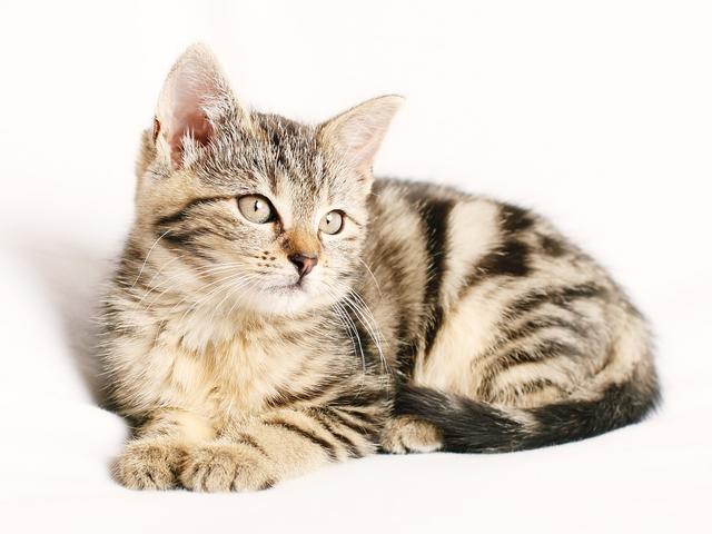 猫咪网站最新动态，价值、影响及我的观点分析