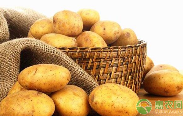 马铃薯价格最新行情动态更新 🍠🥔