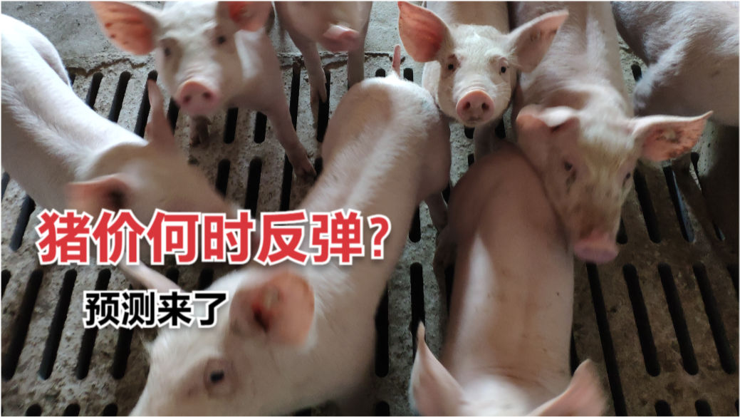 生猪价格今日更新，最新猪价报告