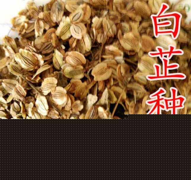 亳州白芷最新价格行情