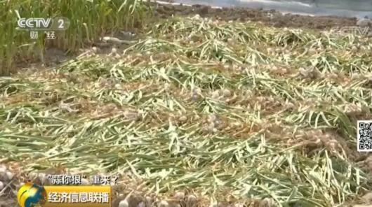 平度大蒜最新价格