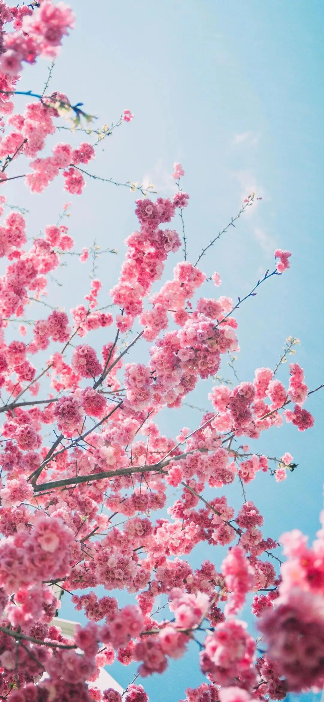 花开app最新版下载，数字时代的绚烂花朵体验