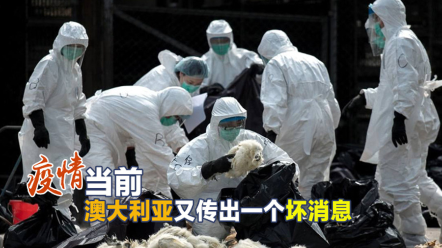 澳洲疫情最新动态更新