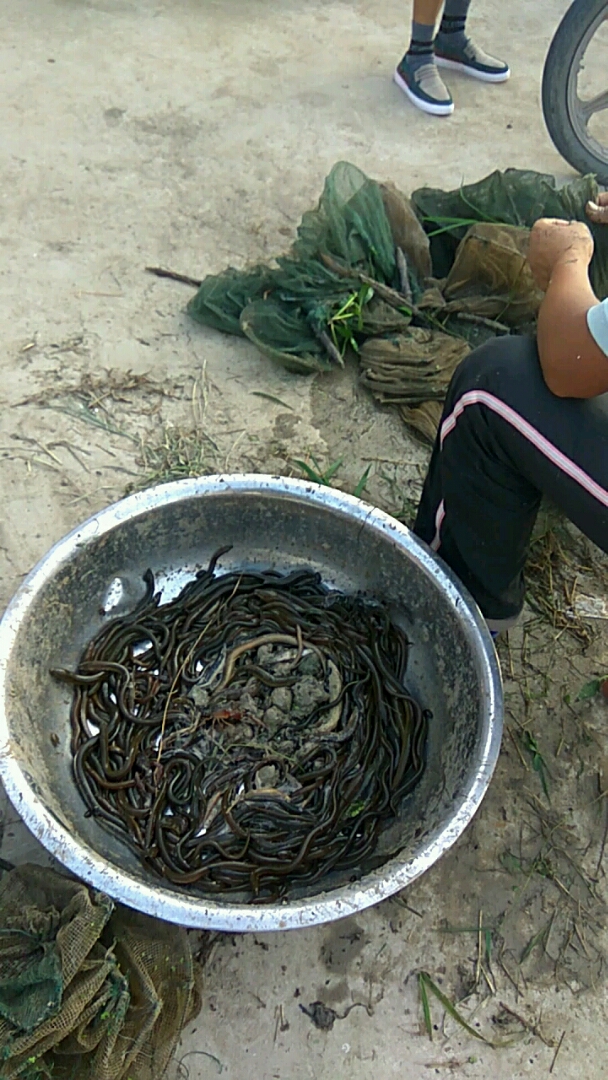 最新抓黄鳝攻略揭秘，一网打尽黄鳝技巧分享🔥🎣