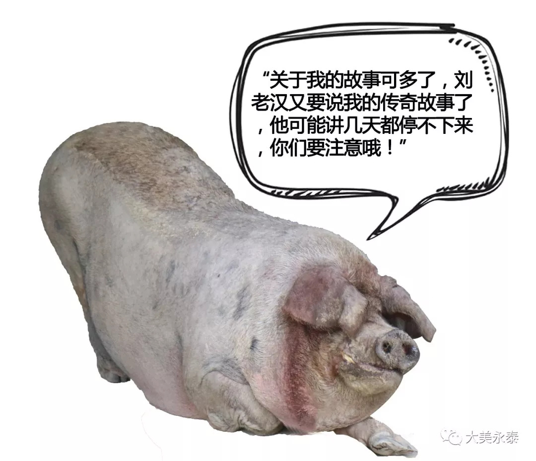 最新电击猪，小巷中的美食秘境探索