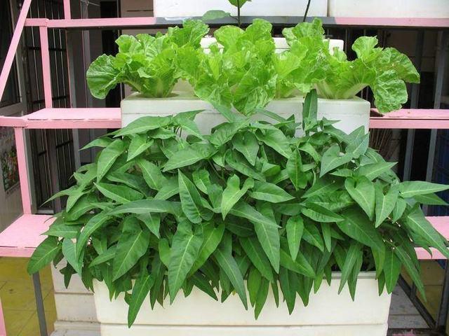 武汉冠状病毒最新动态
