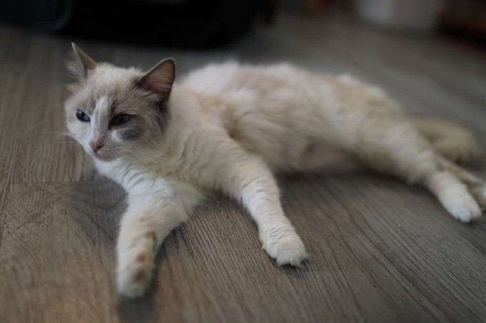 猫咪最新网站，猫奴的天堂，宠物资讯集结地