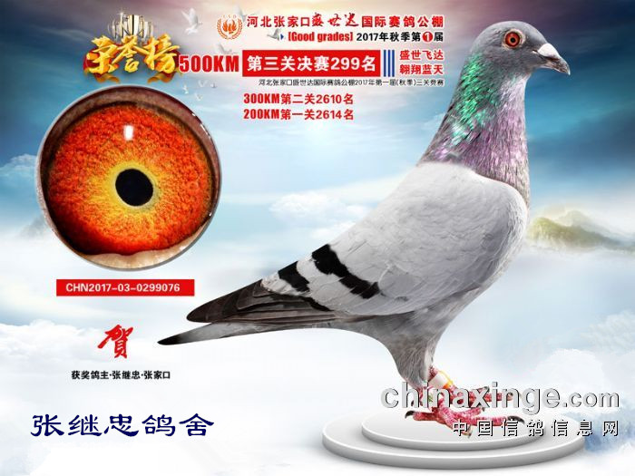 盛世达公棚