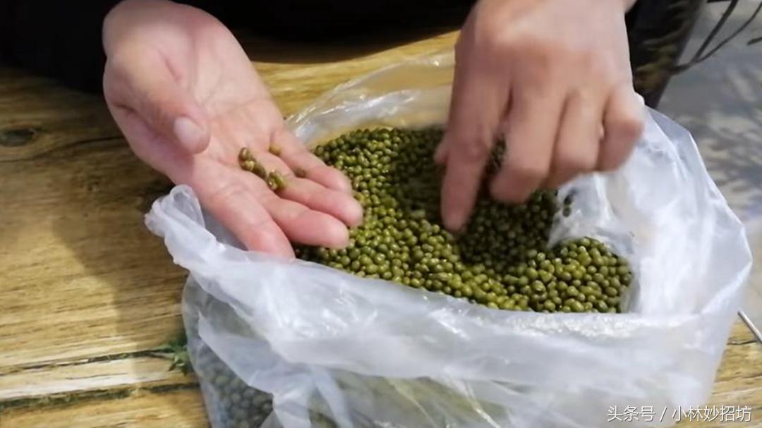 最新绿豆品种，多维度探讨种植与市场趋势