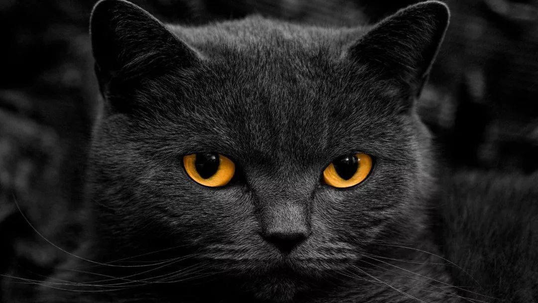 猫咪最新破解apk，伦理与技术的碰撞与挑战