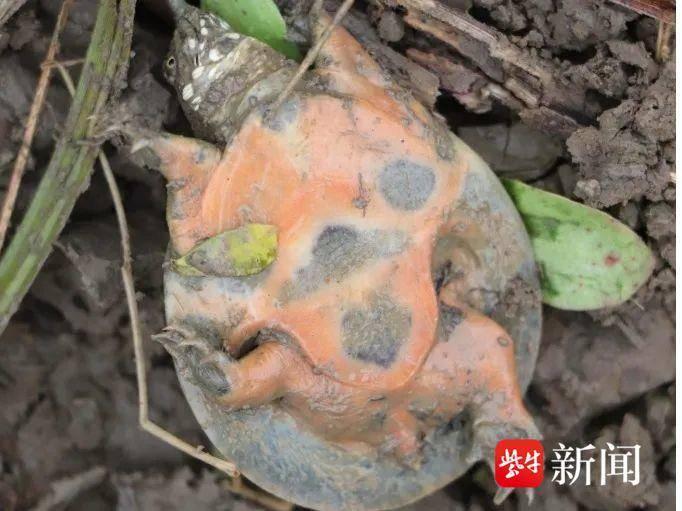 东方生物最新动态，引领生物技术新潮流的前沿领袖