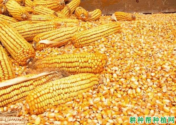 探秘小巷中的玉米秘境，揭秘2019年玉米最新价格