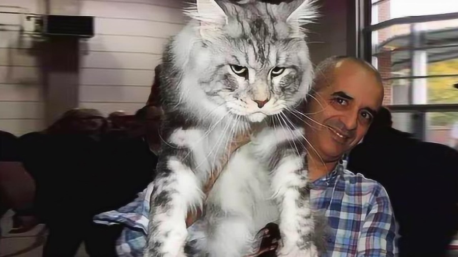 猫米最新网，探索猫咪时尚前沿的世界
