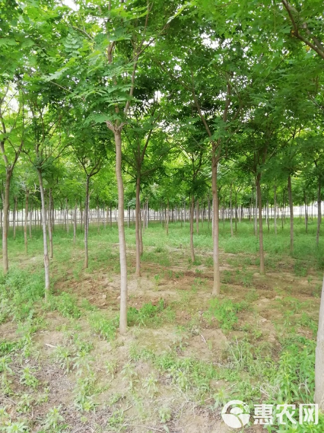 最新北栾求购信息，绿植求购🌳🌱