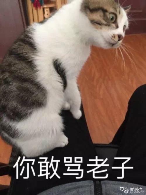 最新斗图猫，猫咪欢乐世界，斗图新潮流