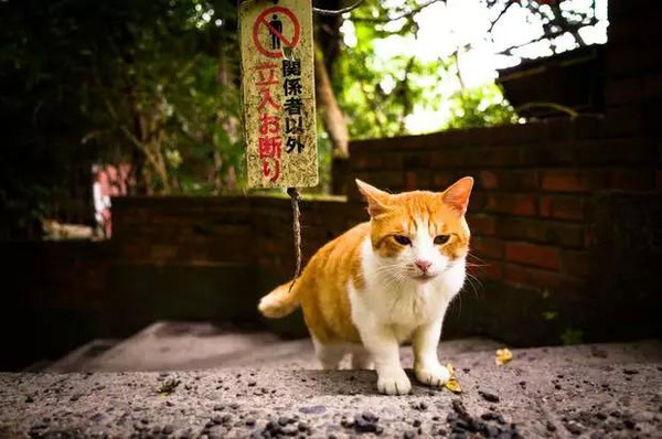 猫小子最新冒险，与自然美景的轻松之旅