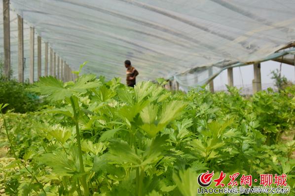 西安芹菜价格动态，市场走势及影响因素深度探讨