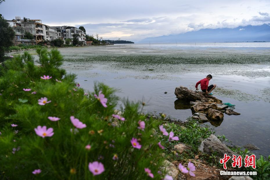 大理洱海整治最新进展速递，环保行动取得显著成效