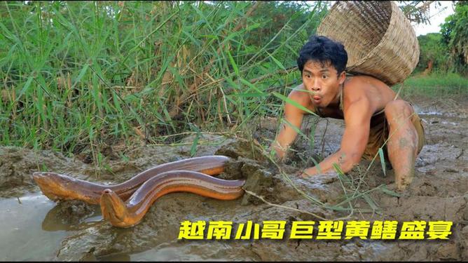 最新捕捞黄鳝，美味与健康并存的佳肴选择