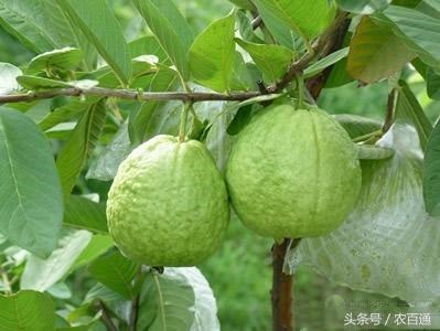 芭乐最新章节，深度解析其魅力与影响力