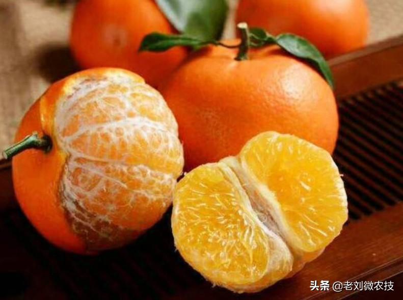广西沃柑最新价格揭秘，市场走势与影响因素深度分析