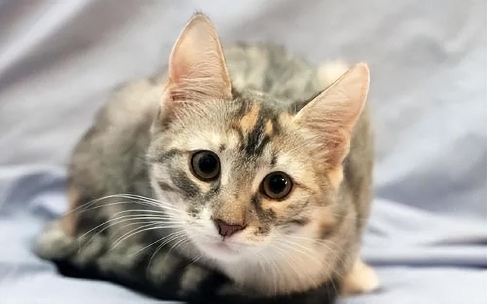 猫咪社区最新版本的实用指南