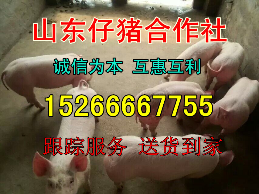 时代印记与行业变迁下的仔猪价格最新动态