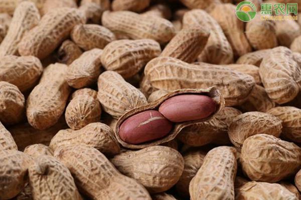 花生米最新行情与深度分析
