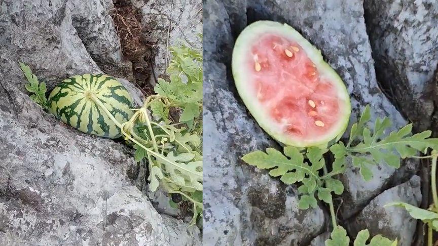 西瓜视频最新版