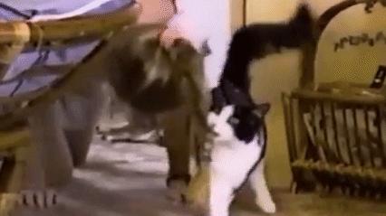 猫咪最新在线,猫咪最新在线，从背景到时代地位的全面回顾