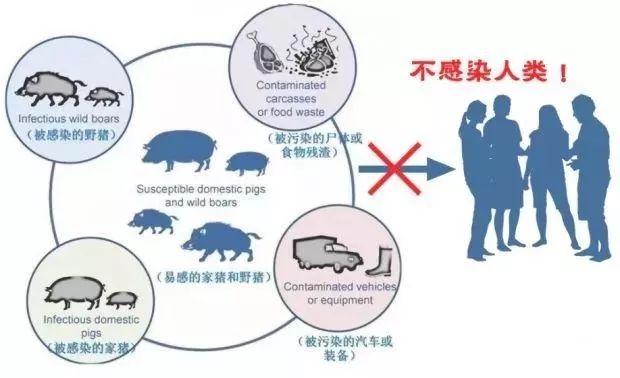 非洲猪瘟最新进展概况及研究动态